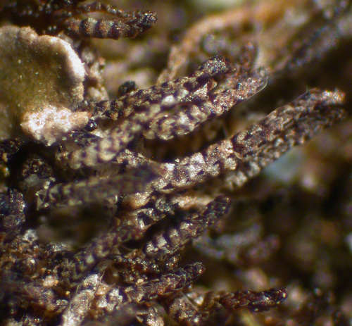 Moss or liverwort species - Liverwort - Cephaloziella divaricata